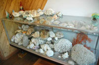 画像：サンゴや貝のコレクション
