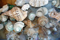画像：サンゴや貝の一部