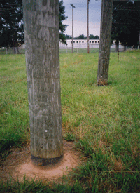 画像：地中深く埋められた木材の電柱（ＳＹＰ）